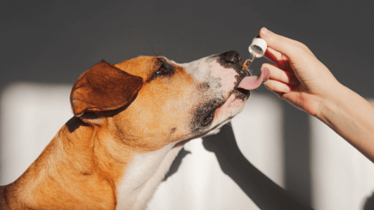 How Long Does It Take for Cbd to Work in Dogs