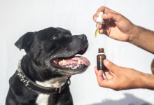 How Long Does It Take for Cbd Dog Treats to Take Effect