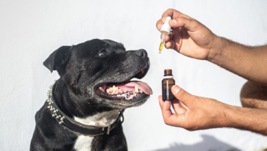How Long Does It Take for Cbd Dog Treats to Take Effect