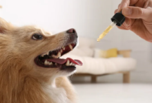 How to Give Cbd Oil to Dogs