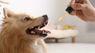 How to Give Cbd Oil to Dogs