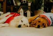 cbd duration for dogs