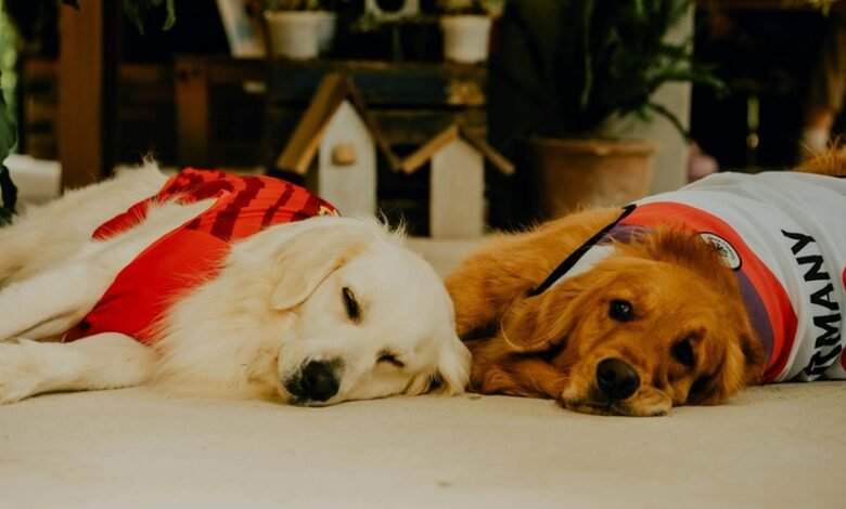 cbd duration for dogs