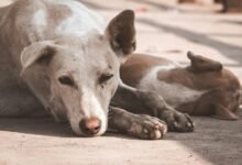 cbd effects on dogs