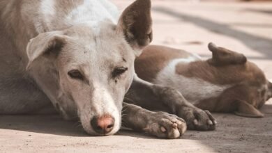 cbd effects on dogs