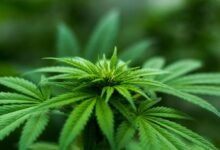 cbd thc content inquiry