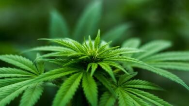 cbd thc content inquiry