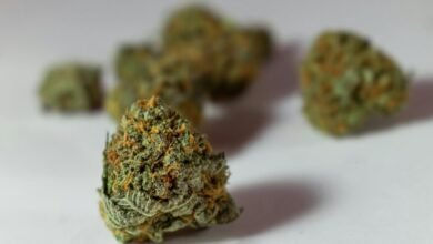 cbd versus thc pain relief