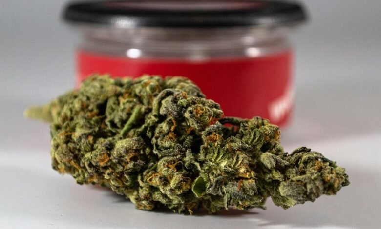 highest cbd cannabis strain