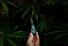 koi cbd legitimacy inquiry