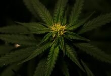 medical card requirements cbd