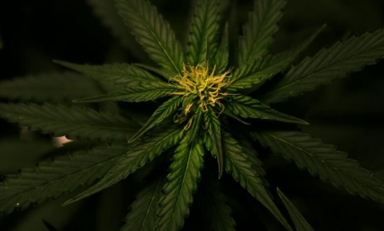 medical card requirements cbd