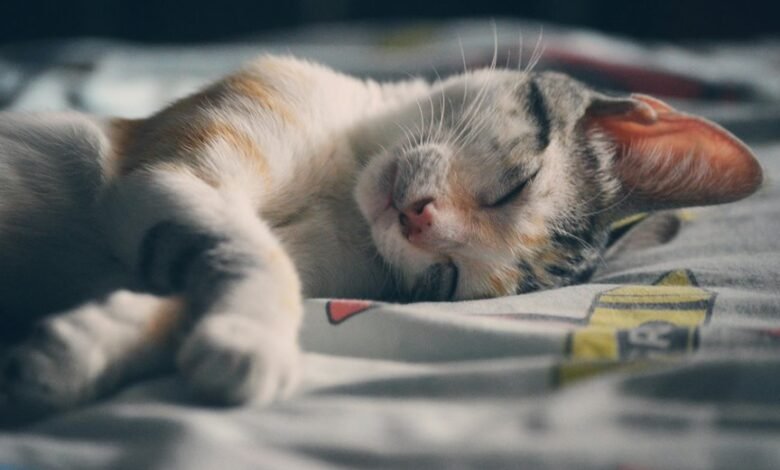 optimal cbd sleep timing