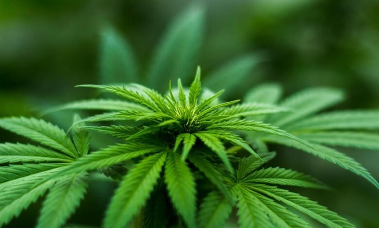 thc cbd detection duration