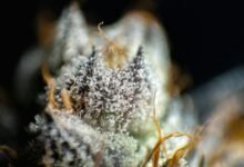 thc versus cbd differences