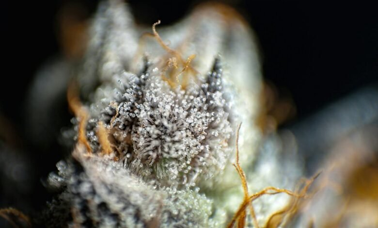 thc versus cbd differences