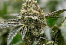 Cannabis Marketing Agency Services for Sustainable Growth