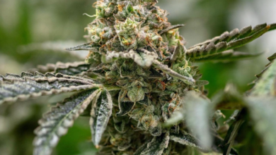 Cannabis Marketing Agency Services for Sustainable Growth