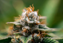 Top Cannabis Strains for Sleep and Insomnia