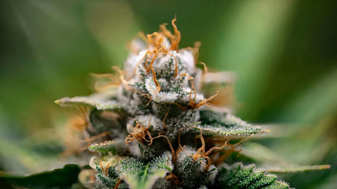 Top Cannabis Strains for Sleep and Insomnia