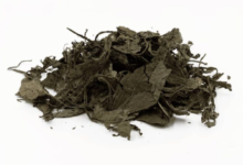How to Identify a Healthy Salvia Divinorum Plant: Leaves, Stems and Growth Characteristics