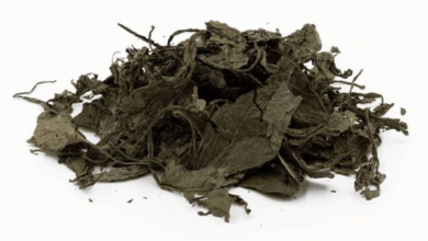 How to Identify a Healthy Salvia Divinorum Plant: Leaves, Stems and Growth Characteristics