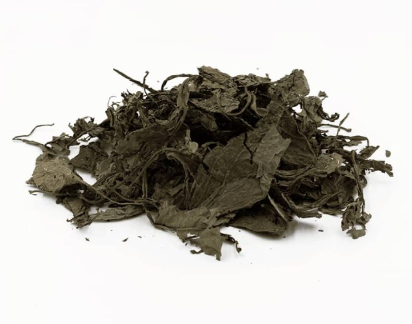 How to Identify a Healthy Salvia Divinorum Plant: Leaves, Stems and Growth Characteristics